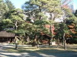 特別史跡と特別名勝の小石川後楽園の庭園１９