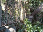 特別史跡と特別名勝の小石川後楽園の庭園２６