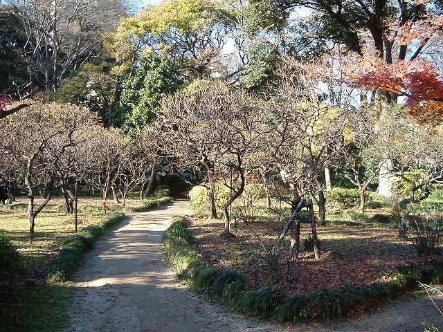 特別史跡と特別名勝の小石川後楽園の庭園２３の写真の写真