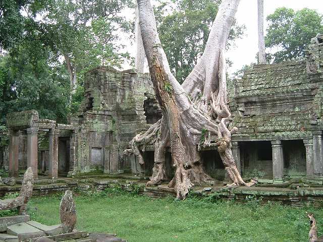 世界遺産・プリア・カン・巨木が寺院を破壊するの写真の写真