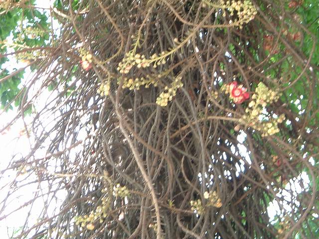 プノンペン・王宮・植物の写真の写真