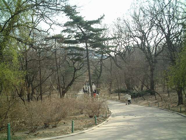 韓国・ソウル・宗廟から昌慶宮への道の写真の写真