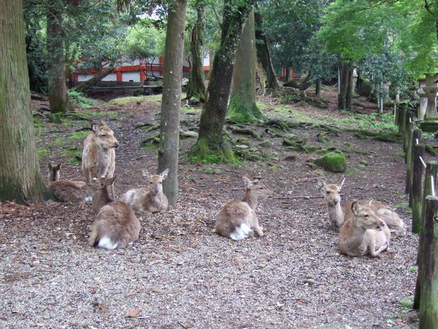 奈良公園の鹿の写真の写真