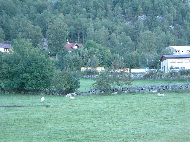 スタバンガー〜リーセフィヨルド・広い庭にヤギがのんびりと生活するの写真の写真