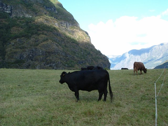 フロム(フロム鉄道)・牛の写真の写真