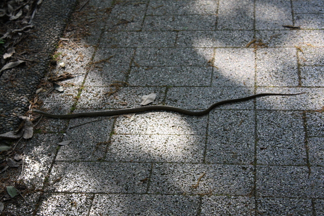 特別名勝・天橋立・蛇の写真の写真