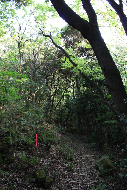 世界遺産・石見銀山遺跡・鞆ヶ浦道１９の写真の写真