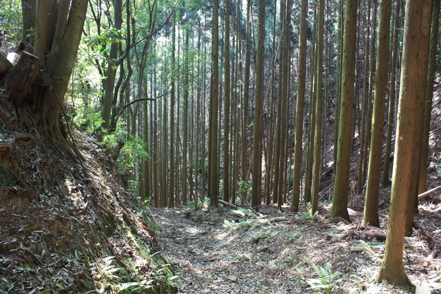 世界遺産・石見銀山遺跡・鞆ヶ浦道６１の写真の写真