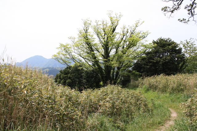 世界遺産・石見銀山遺跡・鞆ヶ浦道１４４の写真の写真
