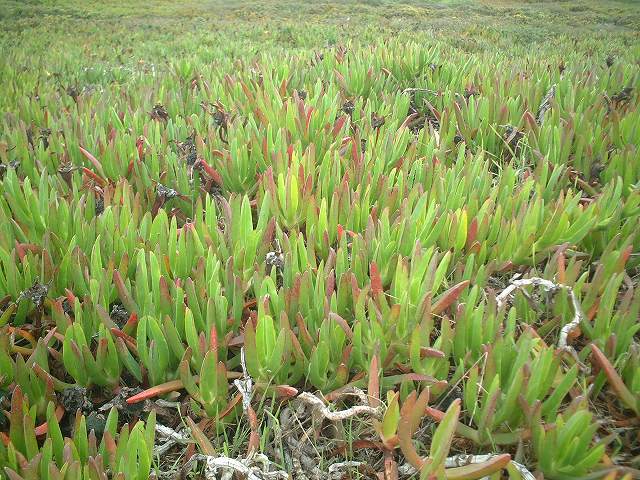 ロカ岬の周囲に生える野草の写真の写真
