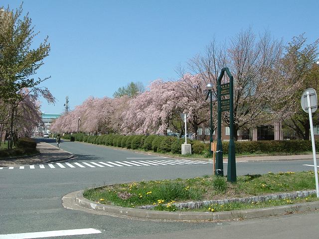 盛岡・桜並木の写真の写真
