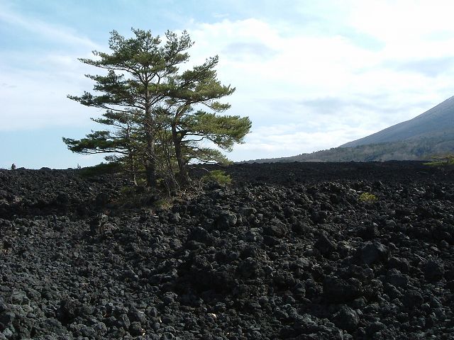 特別天然記念物・岩手山・焼走り熔岩流・かろうじて生える木の写真の写真