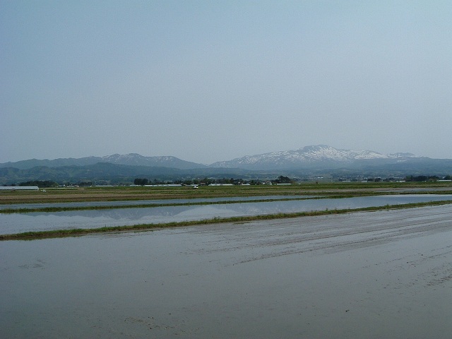 出羽三山（羽黒山）と田んぼの写真の写真