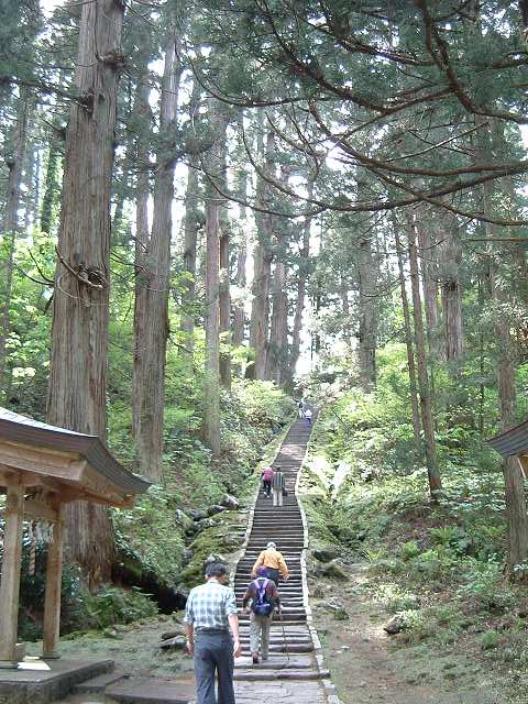 特別天然記念物・羽黒山・出羽三山神社・羽黒山のスギ並木・階段がずっと続くの写真の写真