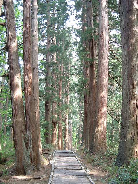 特別天然記念物・羽黒山・羽黒山のスギ並木・大きすぎて近くの杉は一番上まで写らないの写真の写真