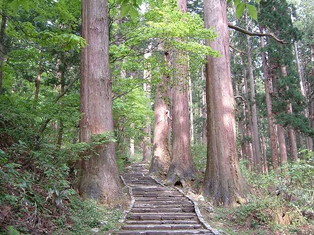 特別天然記念物・羽黒山のスギ並木・樹齢約1000年というだけあって杉の幹が太いの写真の写真