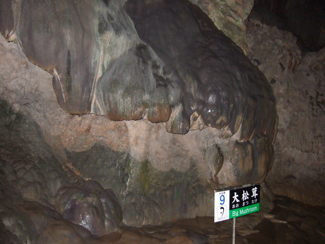 特別天然記念物・秋芳洞・大松茸の写真の写真