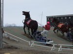 北海道遺産・ばんえい競馬・全身の力を振り絞るばん馬