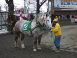 北海道遺産・ばんえい競馬・ばん馬にも白い馬がいる