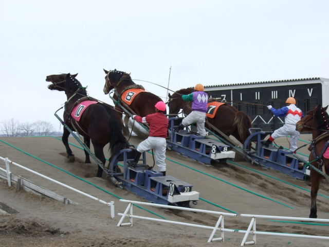 北海道遺産・ばんえい競馬・一気に坂道を登るの写真の写真