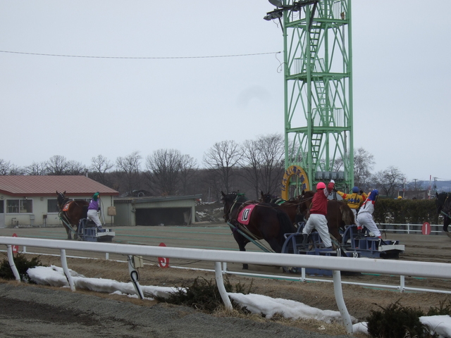 北海道遺産・ばんえい競馬・速い馬はすでにゴールの写真の写真