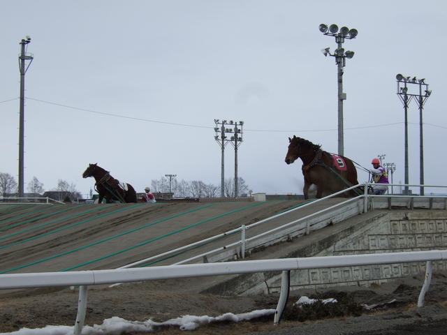 北海道遺産・ばんえい競馬・遅い馬はまだ第二の坂道の途中の写真の写真
