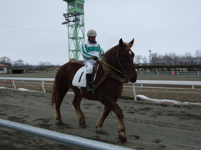 北海道遺産・ばんえい競馬・第二レースに向かうばん馬の写真の写真