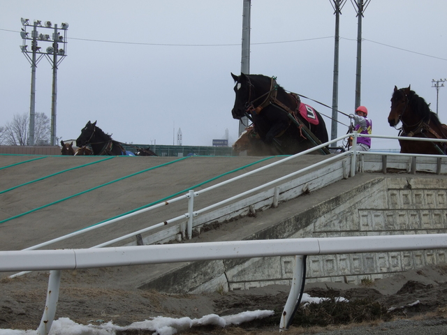 北海道遺産・ばんえい競馬・ほかの馬も坂道に突入の写真の写真