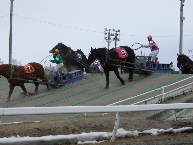 北海道遺産・ばんえい競馬・やっと越えたの写真の写真