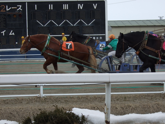 北海道遺産・ばんえい競馬・目指すはゴールの写真の写真