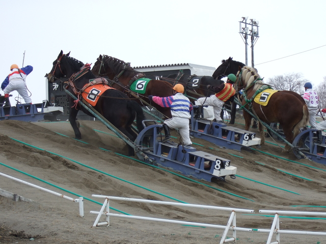 北海道遺産・ばんえい競馬１２の写真の写真