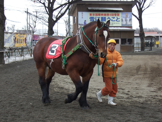 北海道遺産・ばんえい競馬・パドックを歩くレース前のばん馬の写真の写真