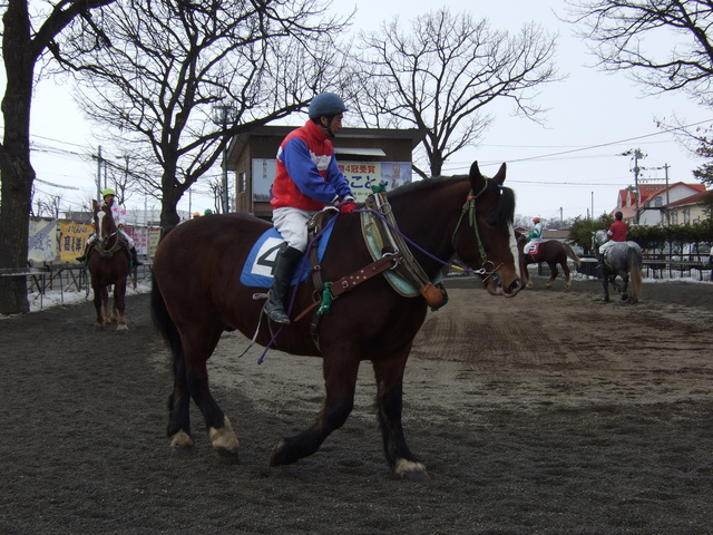 北海道遺産・ばんえい競馬・騎手とともにパドックを周回の写真の写真
