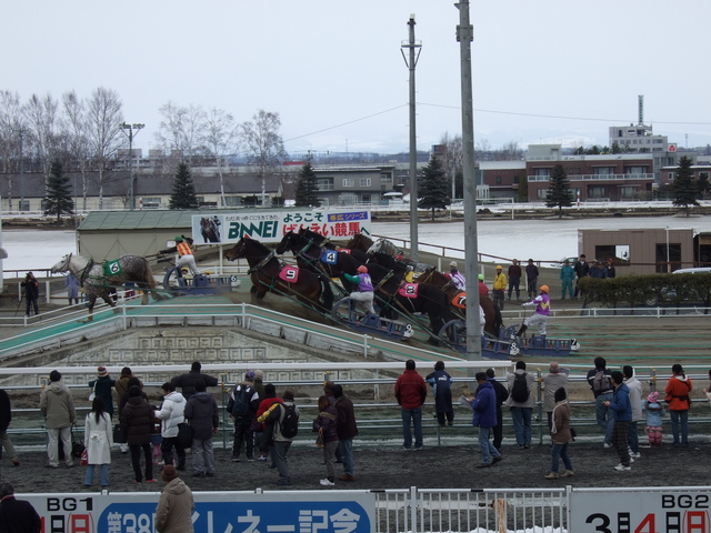 北海道遺産・ばんえい競馬・最初に坂道を越えたのは6番の馬の写真の写真