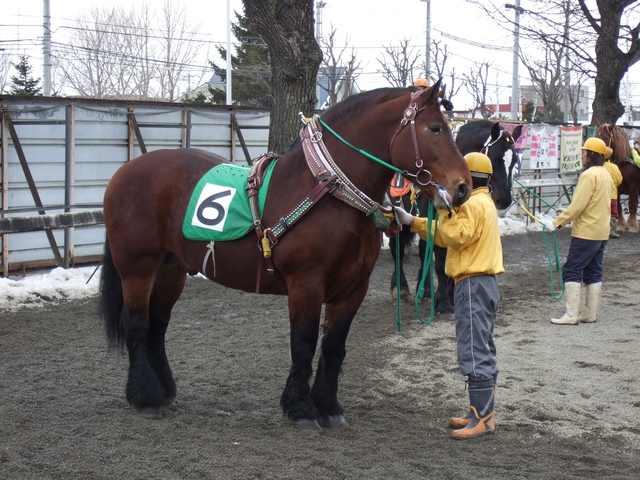 北海道遺産・ばんえい競馬の写真の写真
