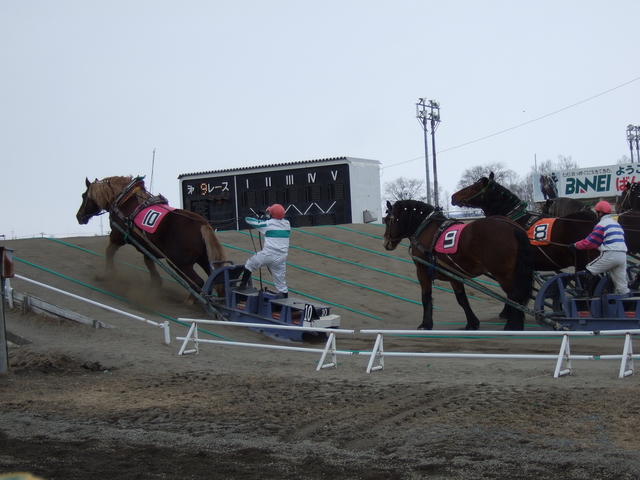 北海道遺産・ばんえい競馬３５の写真の写真