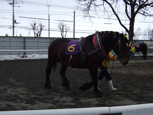 北海道遺産・ばんえい競馬５０の写真の写真