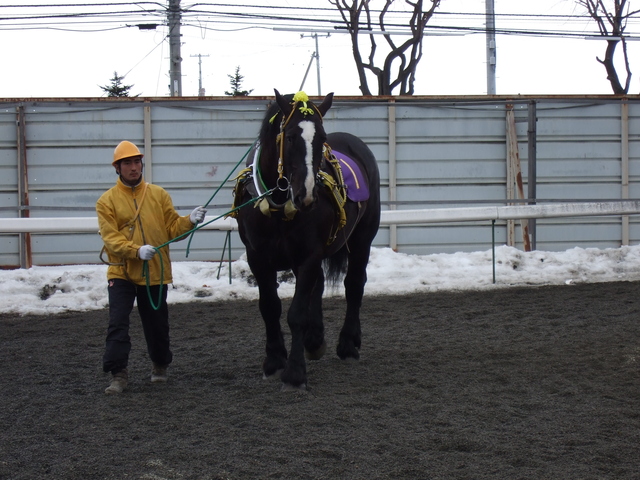 北海道遺産・ばんえい競馬５３の写真の写真