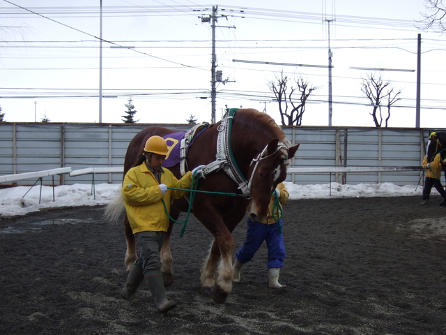 北海道遺産・ばんえい競馬５５の写真の写真