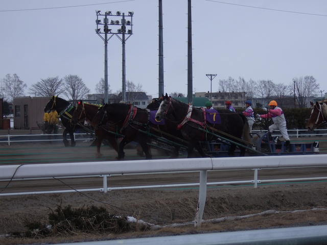 北海道遺産・ばんえい競馬・足場が悪いのでゆっくりと進むの写真の写真