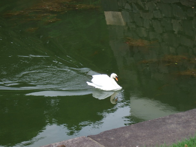 特別史跡・江戸城跡・堀を泳ぐ白鳥の写真の写真