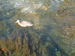 特別名勝・特別天然記念物・上高地・鴨が気持ちよさそうに泳いでいる