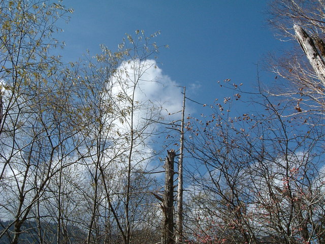特別名勝・特別天然記念物・上高地・空が澄み切っているので青々としているの写真の写真