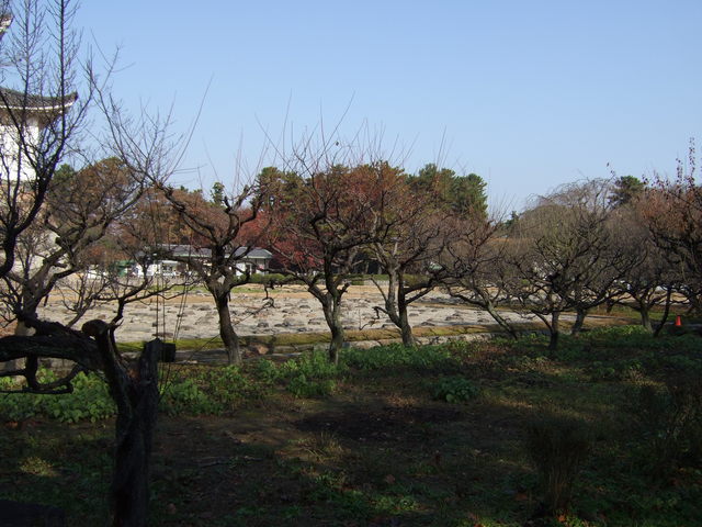 特別史跡・名古屋城跡・南側から見る本丸御殿跡の写真の写真