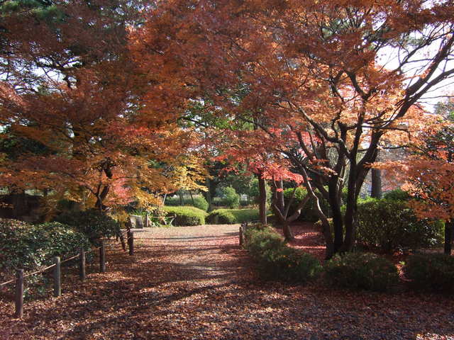 特別史跡・名古屋城跡・名勝・二之丸庭園・紅葉の写真の写真
