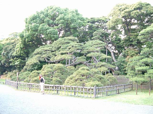 特別史跡と特別名勝の浜離宮恩賜庭園１５の写真の写真