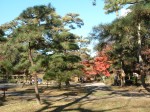 特別史跡と特別名勝の小石川後楽園の庭園１６