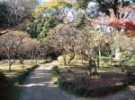 特別史跡と特別名勝の小石川後楽園の庭園２３
