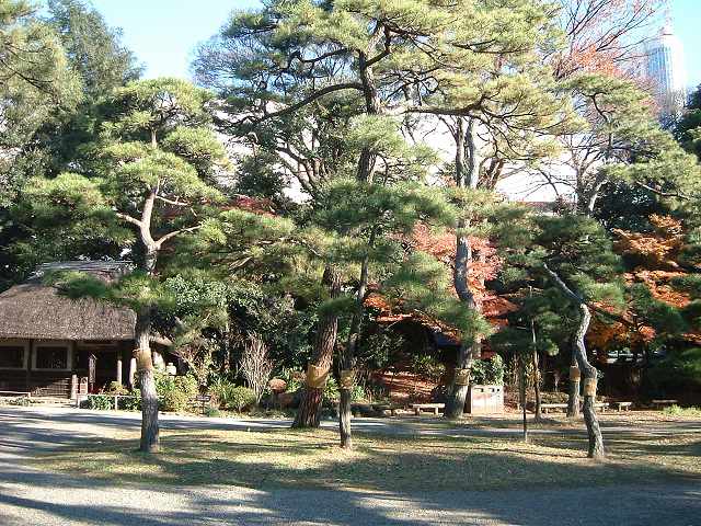 特別史跡と特別名勝の小石川後楽園の庭園１９の写真の写真