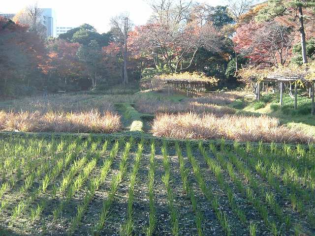 特別史跡と特別名勝の小石川後楽園の庭園２１の写真の写真